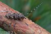 kozlíček (Brouci), Monochamus saltuarius, Lamiini, Cerambycidae (Coleoptera)